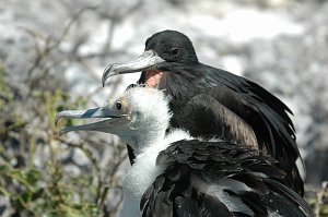 Frigatebird, Great, 2004-11045687